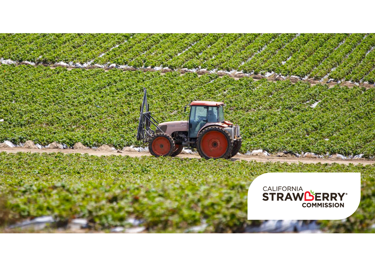 California strawberry growers track sustainability strides The Packer